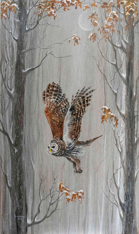 Barred Owl Among Oaks