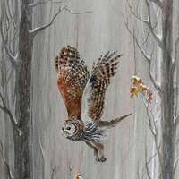 Barred Owl Among Oaks