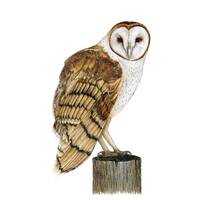 Print: Barn Owl pencil drawing