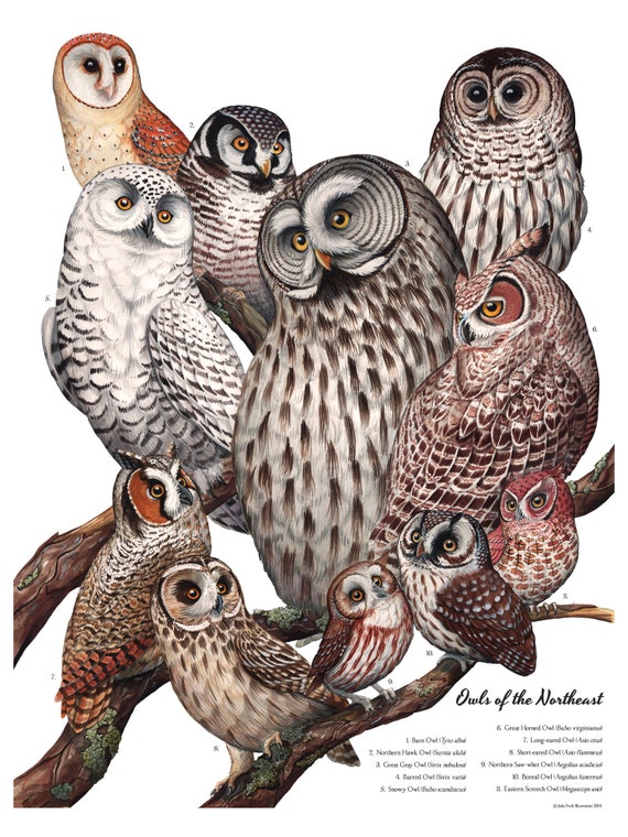 Owls of the Northeast, signed poster 18X24"