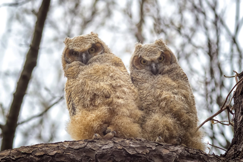 Great Horned Owlets - Massachusetts - Bird Photo Print