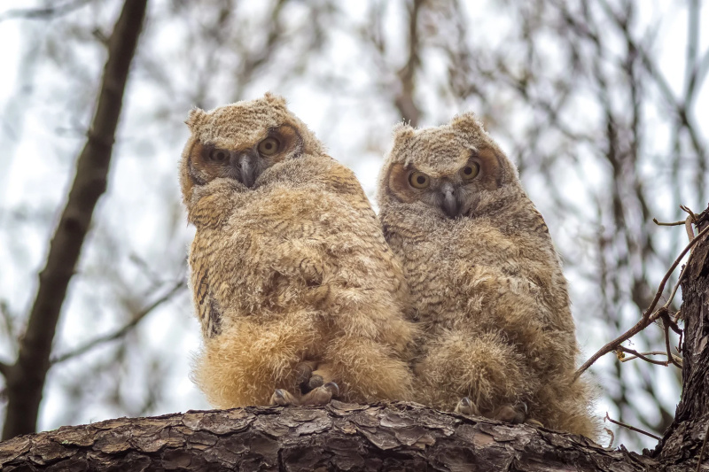 Great Horned Owlets - Massachusetts - Bird Photo Print