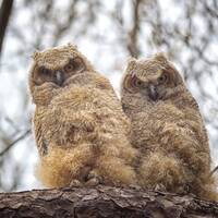 Great Horned Owlets - Massachusetts - Bird Photo Print