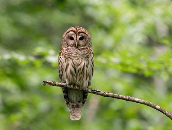 Barred Owl Photo and/or Metal Print