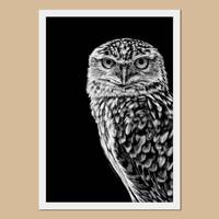 Burrowing Owl drawing art print