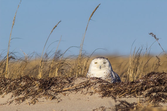 Snowy Owl in Beach Dune - Duxbury Beach, Massachusetts - Bird Photo Print - Free Shipping