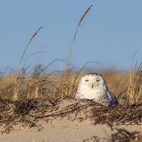 Snowy Owl in Beach Dune - Duxbury Beach, Massachusetts - Bird Photo Print - Free Shipping