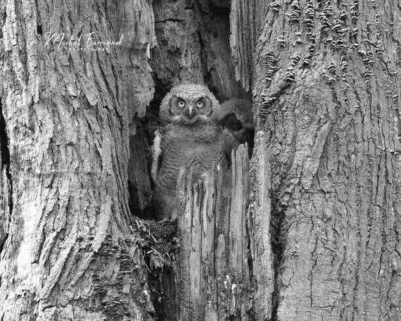 Great Horned Owlets photo print, black and white nature photography