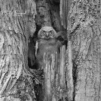 Great Horned Owlets photo print, black and white nature photog...