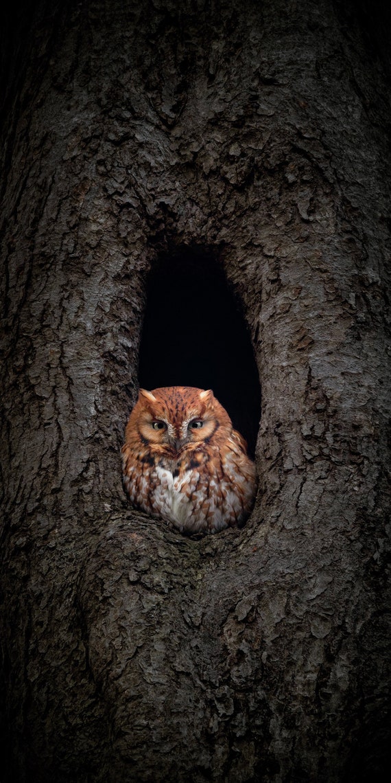 Eastern Screech Owl Red Morph Photo Print Limited Edition