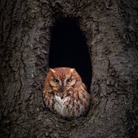Eastern Screech Owl Red Morph Photo Print Limited Edition