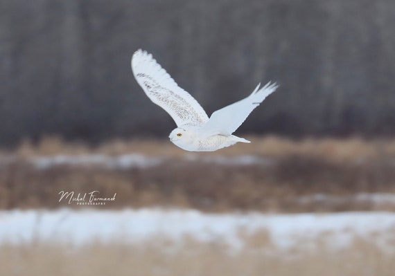 Snowy Owl photo print, wall art