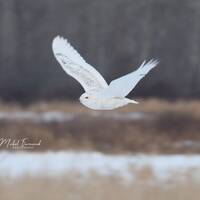 Snowy Owl photo print, bird of prey wall art, nature photography, owl in flight picture, pap...