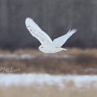 Snowy Owl photo print, wall art