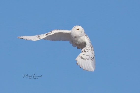Snowy Owl in flight picture, owl photo print