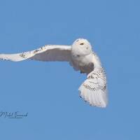 Snowy Owl in flight picture, owl photo print