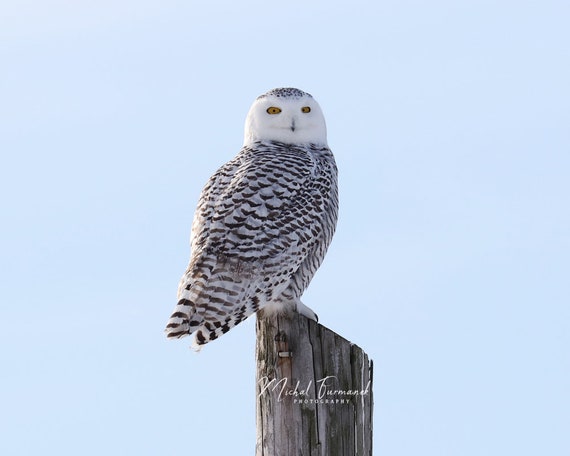 Snowy Owl photo print, nature photography