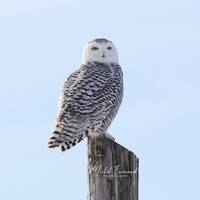 Snowy Owl photo print, nature photography