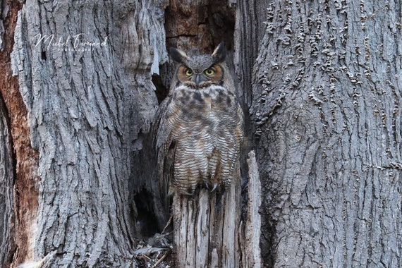 Great Horned Owl photo print, paper or canvas wall art