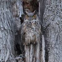 Great Horned Owl photo print, paper or canvas wall art