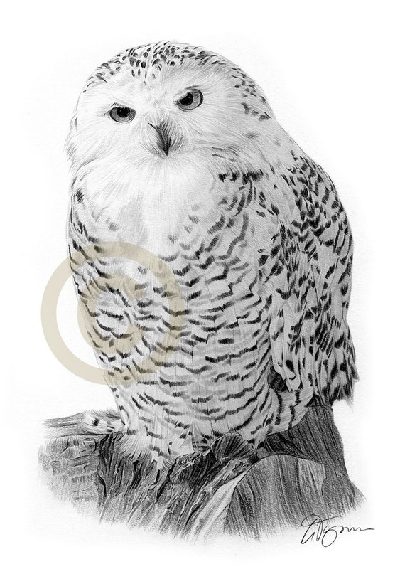 Snowy Owl portrait pencil drawing print