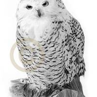 Snowy Owl portrait pencil drawing print