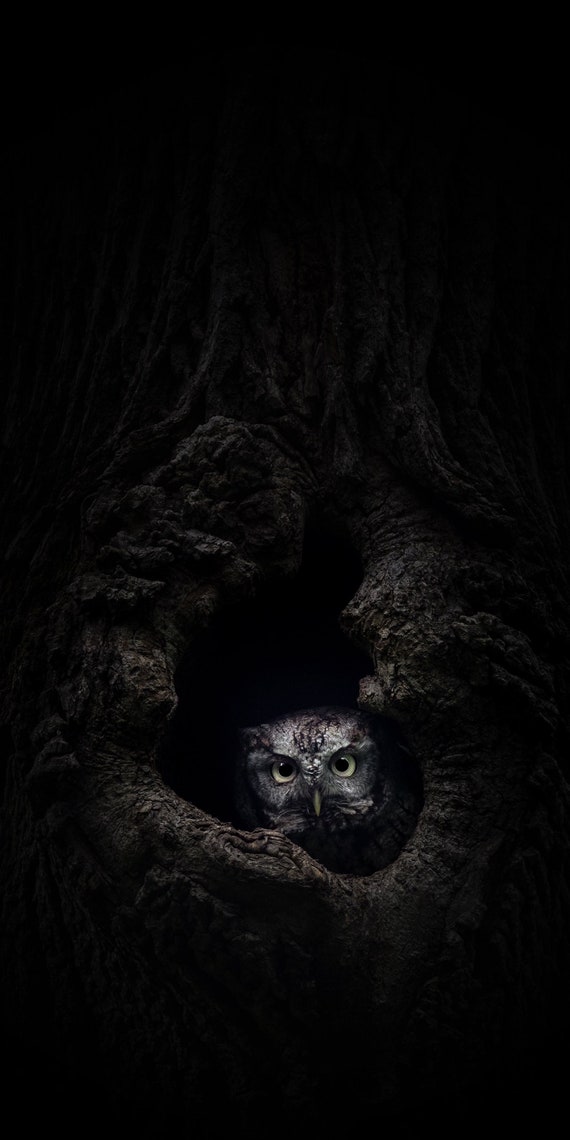 Eastern Screech Owl Photo Print - Limited Edition