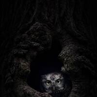 Eastern Screech Owl - Gray Morph - Wall Art Acrylic Print - Owl Photo Print - Owl Home Decor...