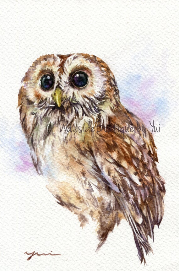 PRINT - Tawny Owl Watercolor painting 7.5 x 11”