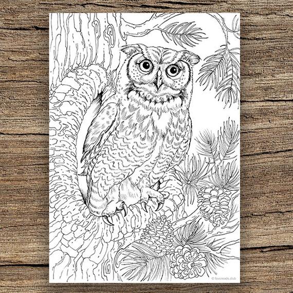 Owl - Printable Adult Coloring Page
