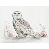 Print: Snowy Owl colored pencil drawing