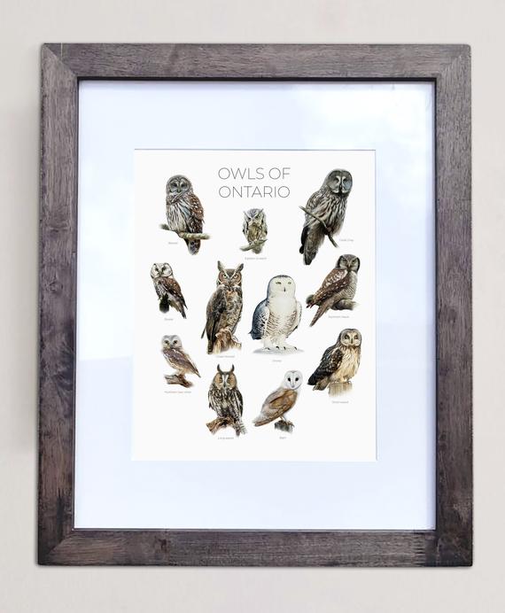 Owls of Ontario- Print of 11 Owl Oil Paintings