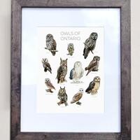 Owls of Ontario- Print of 11 Owl Oil Paintings