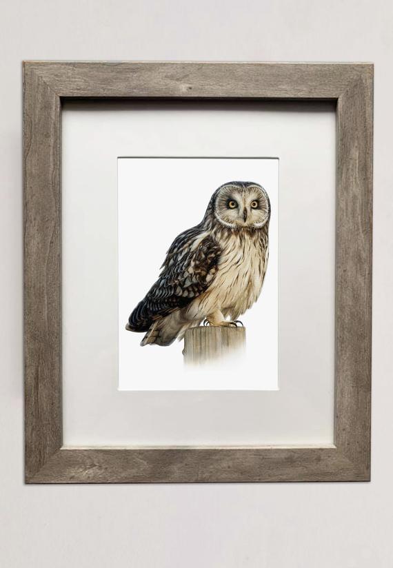 Short-Eared Owl- 5x7 inch Print of Oil Painting