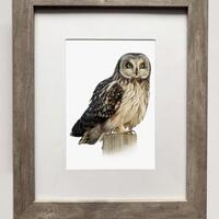 Short-Eared Owl- 5x7 inch Print of Oil Painting