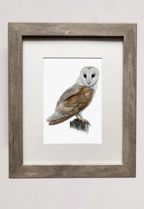 Barn Owl- 5x7 inch Print of Oil Painting