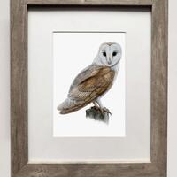 Barn Owl- 5x7 inch Print of Oil Painting