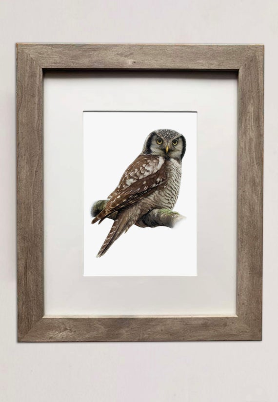 Northern Hawk Owl- 5x7 Print of Oil Painting