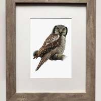 Northern Hawk Owl- 5x7 Print of Oil Painting