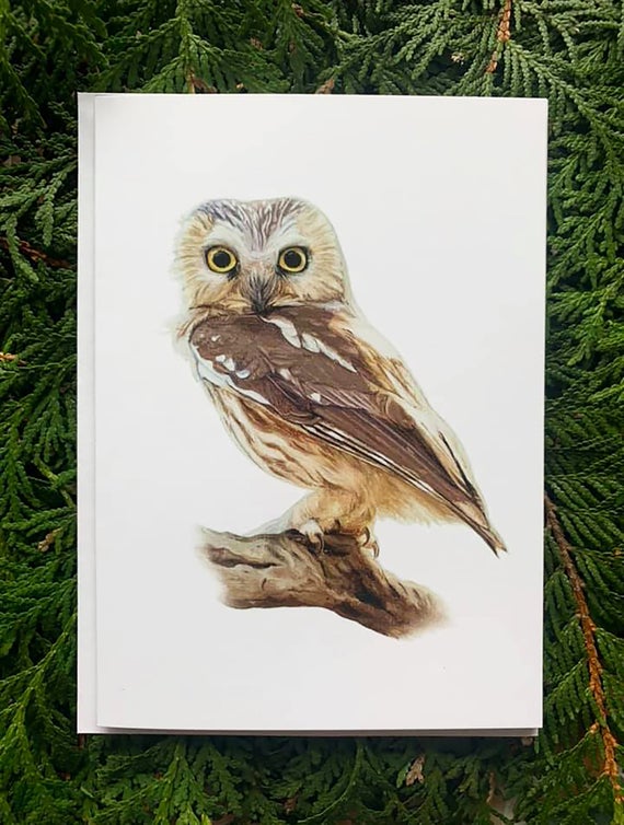Northern Saw-whet Owl- 5x7 inch Greeting Card