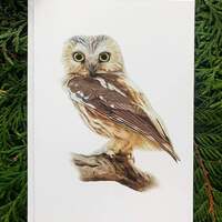 Northern Saw-whet Owl- 5x7 inch Greeting Card