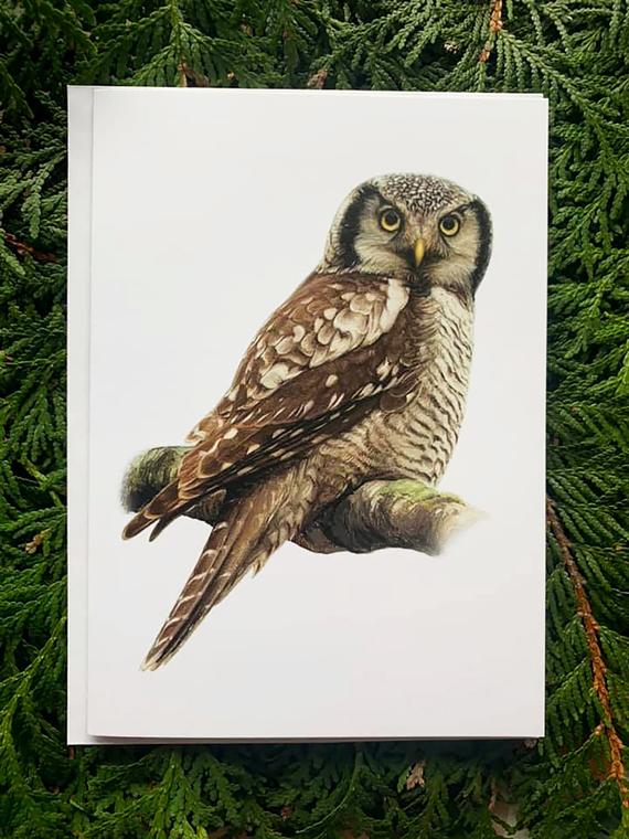 Northern Hawk Owl- 5x7 inch Greeting Card