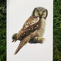 Northern Hawk Owl- 5x7 inch Greeting Card