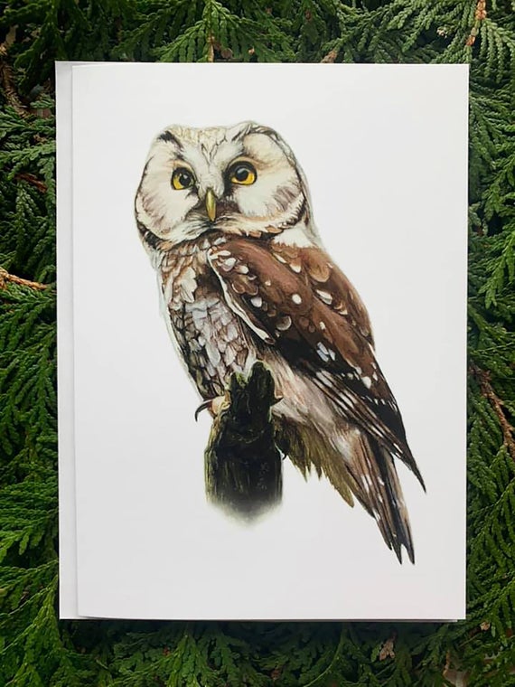 Boreal Owl- 5x7 inch Greeting Card
