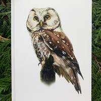 Boreal Owl- 5x7 inch Greeting Card