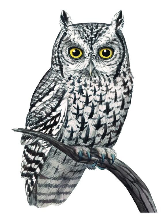 Whiskered Screech Owl (Original Watercolor)