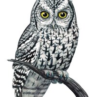 Whiskered Screech Owl (Original Watercolor)