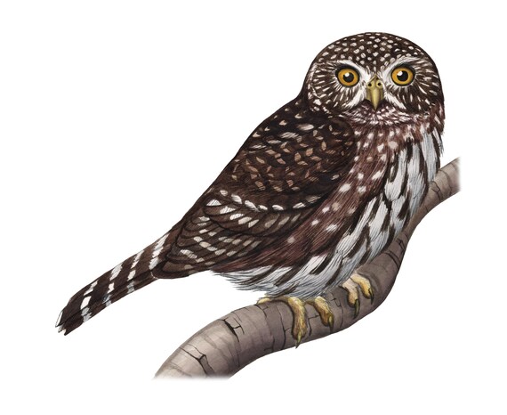 Northern Pygmy Owl (Original Watercolor)