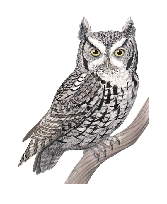 Eastern Screech Owl (Original Watercolor)