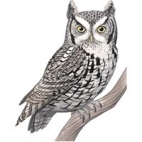 Eastern Screech Owl (Original Watercolor)